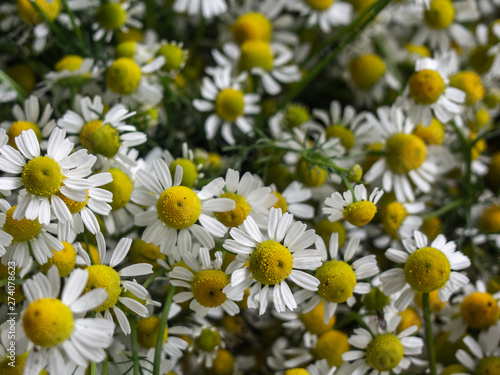 Summer floral white chamomile background.