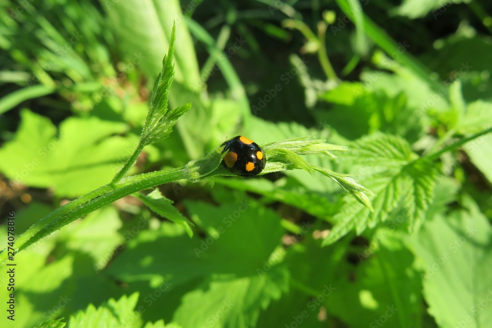 Black yellow ladybug on green plant in the garden Black yellow ladybug on green plant in the garden