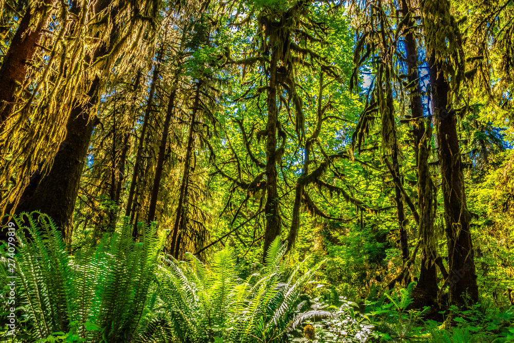 Beautiful Morning Hike Through the Hoh Rainforest in Olympic National Park, Washington