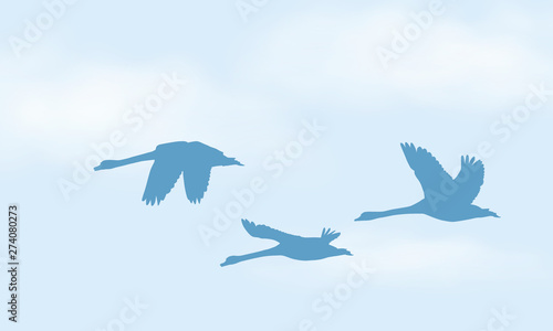 Realistic illustration of blue sky with white clouds and space for text. Flying three swan, vector © Forgem