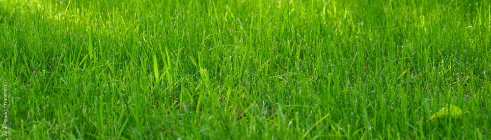 panoramic view of the green grass