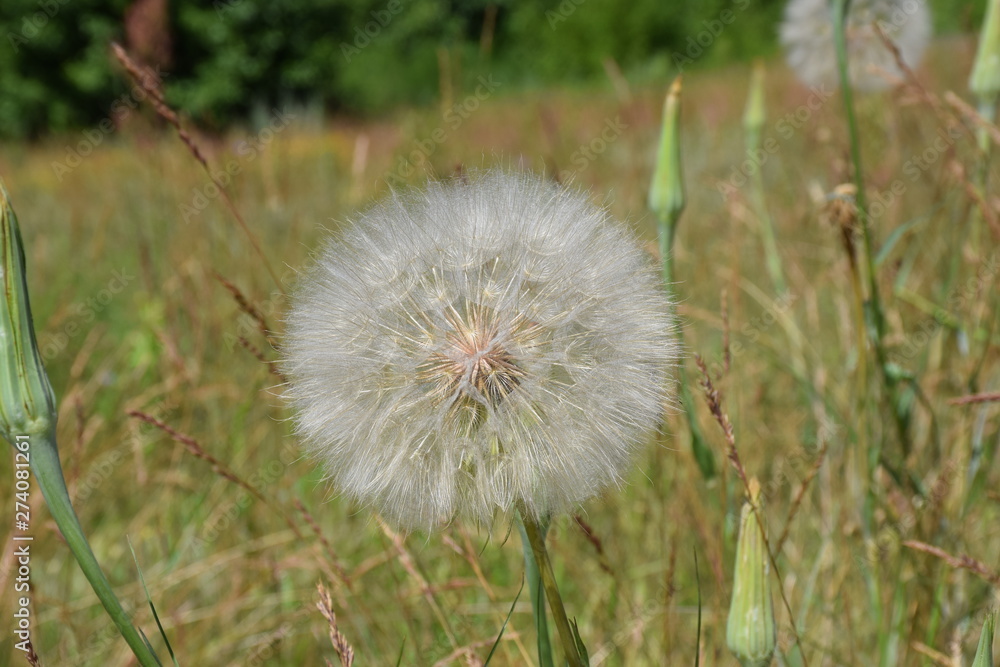 Fototapeta premium Wiesenbocksbart, tragopogon pratensis
