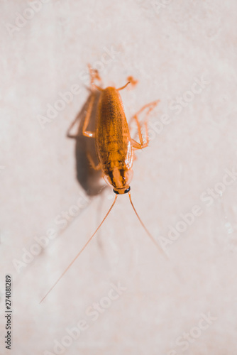 Macro photo of a cockroach close up on white background