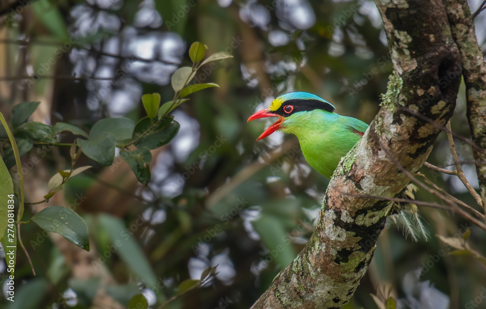Common green magpie on branch on a green background in nature. Common green magpie on branch on a green background in nature.