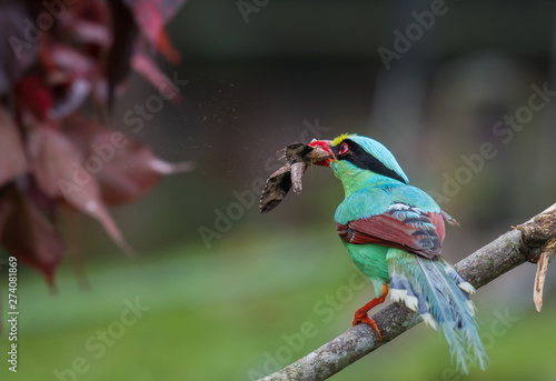 Common green magpie Catch insects on a green background