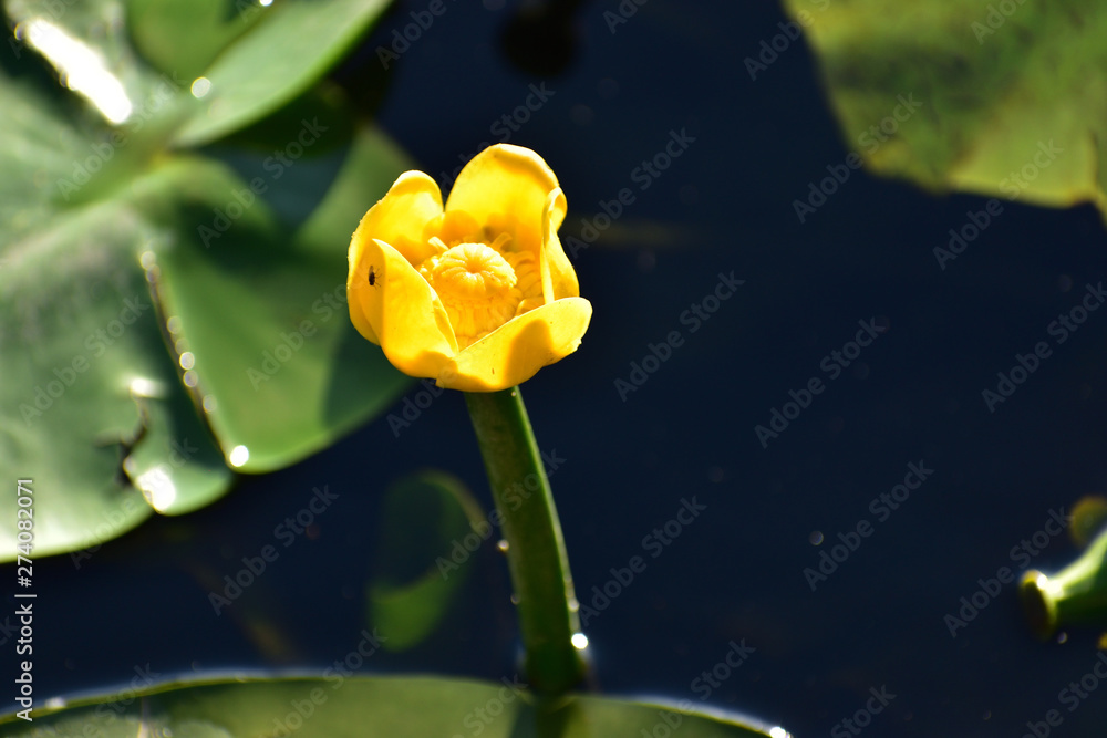 piękny żółty kwiat lilii wodnej - obrazy, fototapety, plakaty 