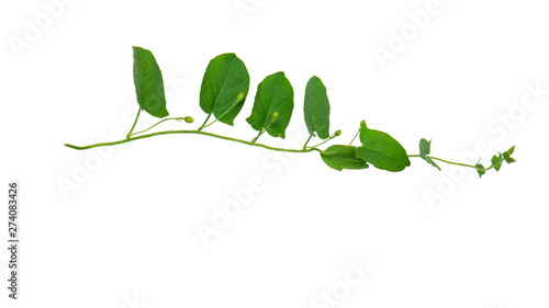 Elegant twig with leaves isolated on white