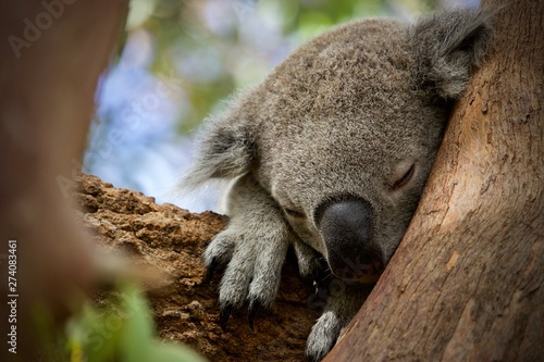 Fototapeta Naklejka Na Ścianę i Meble -  sleepy koala