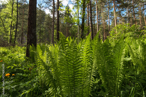Green ferns plant in the fo...