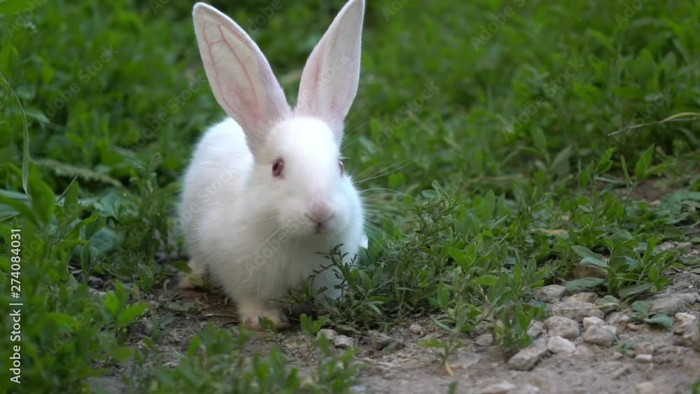 Funny baby white rabbit eat green grass Funny baby white rabbit eat green grass