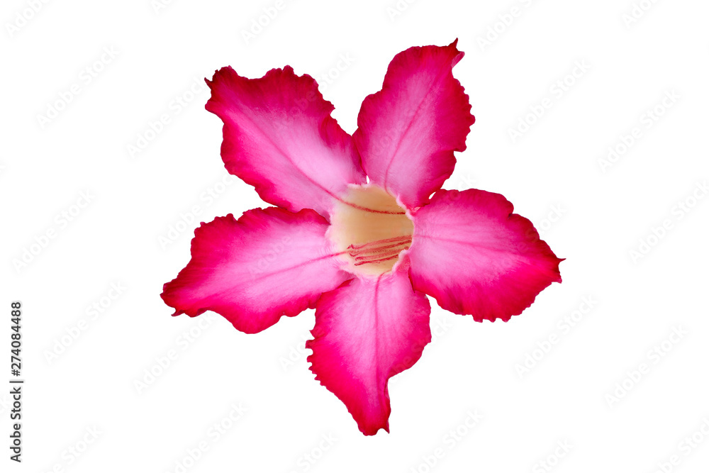 Adenium or desert rose flower is medicinal herbs. (Impala Lily, Mock Azalea, Pink adenium). Isolated white background with Clipping path.