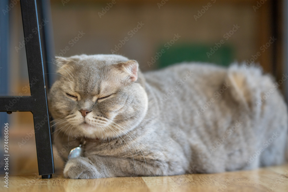Gray cat sleeping  On the wooden floor inside the house
