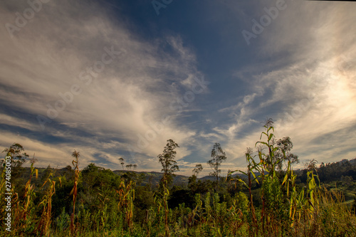 Multiple exposure of a corn crop against the morning sky in the central Andean mountains of Colombia.