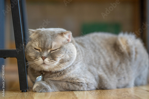 Gray cat sleeping  On the wooden floor inside the house © Pongvit