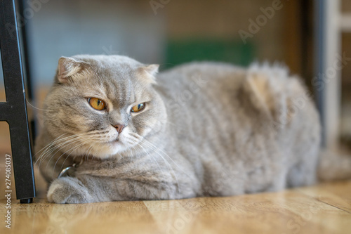 Gray cat sits happily on the floor in the room.soft focus. © Pongvit