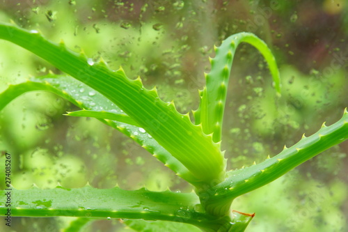 aloe Vera on the windowsill at the window drops of water medicinal and cosmetic plant in the house grows © Konstantin