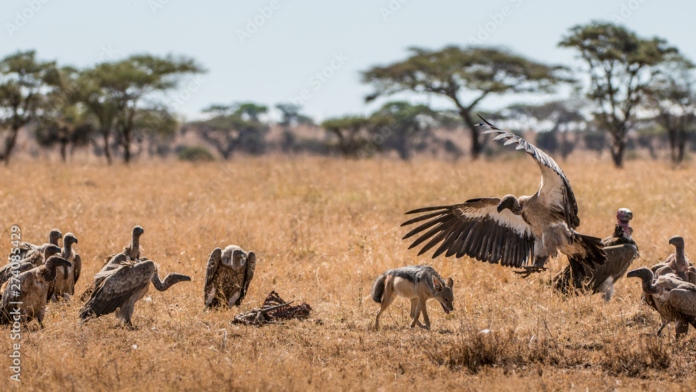 Griffon Vulture (Gyps fulvus) eating carrion, bones and meat Griffon Vulture (Gyps fulvus) eating carrion, bones and meat