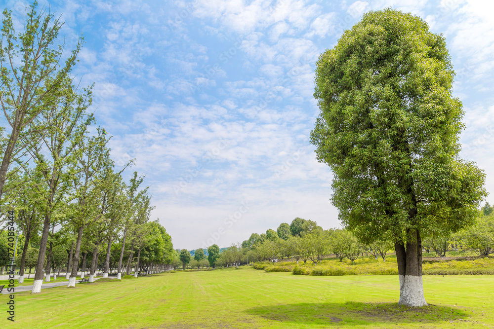 trees in the park and grassland and blue sky.