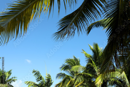 Group of close up tall palm trees over clear blue sky in Florida  USA