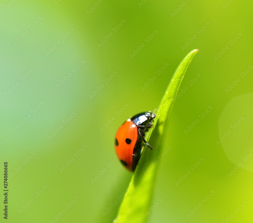 Fototapeta premium ladybug on green leaf