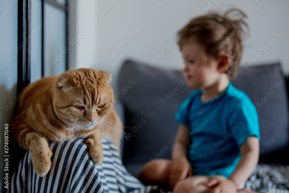 Little toddler boy play with a Scottish fold cat in home Little toddler boy play with a Scottish fold cat in home