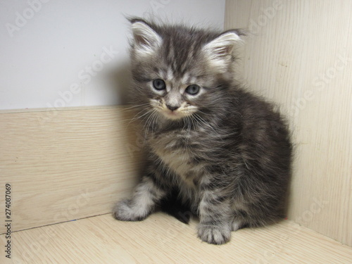 kitten on a white background