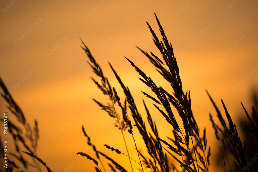 Warm summer sunset on the background of grass. Grass in the light of summer sunset.