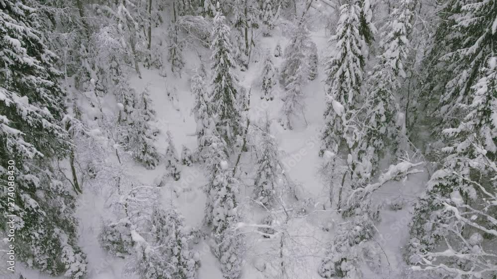 Coniferous forest in winter, pine covered with snow, cold winter landscape Coniferous forest in winter, pine covered with snow, cold winter landscape
