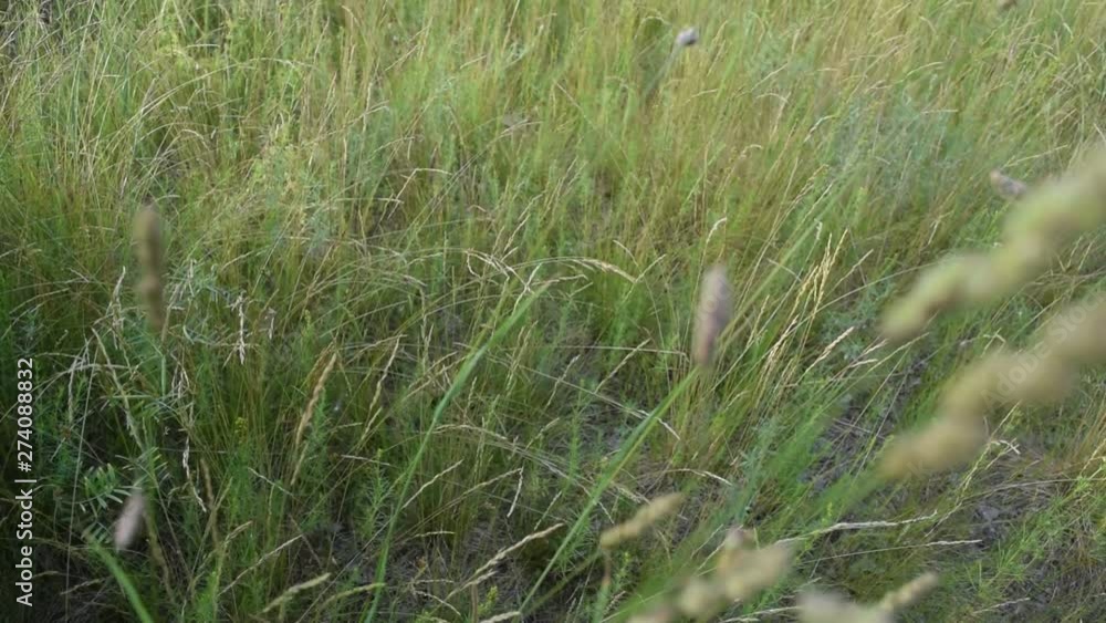 Top view of green and dry grass. background, texture. Top view of green and dry grass. background, texture.