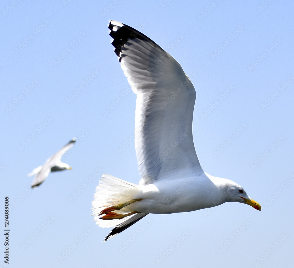 Seagull flying in a clear blue sky Seagull flying in a clear blue sky