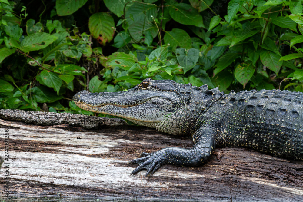 Adult alligator resting on a log Adult alligator resting on a log