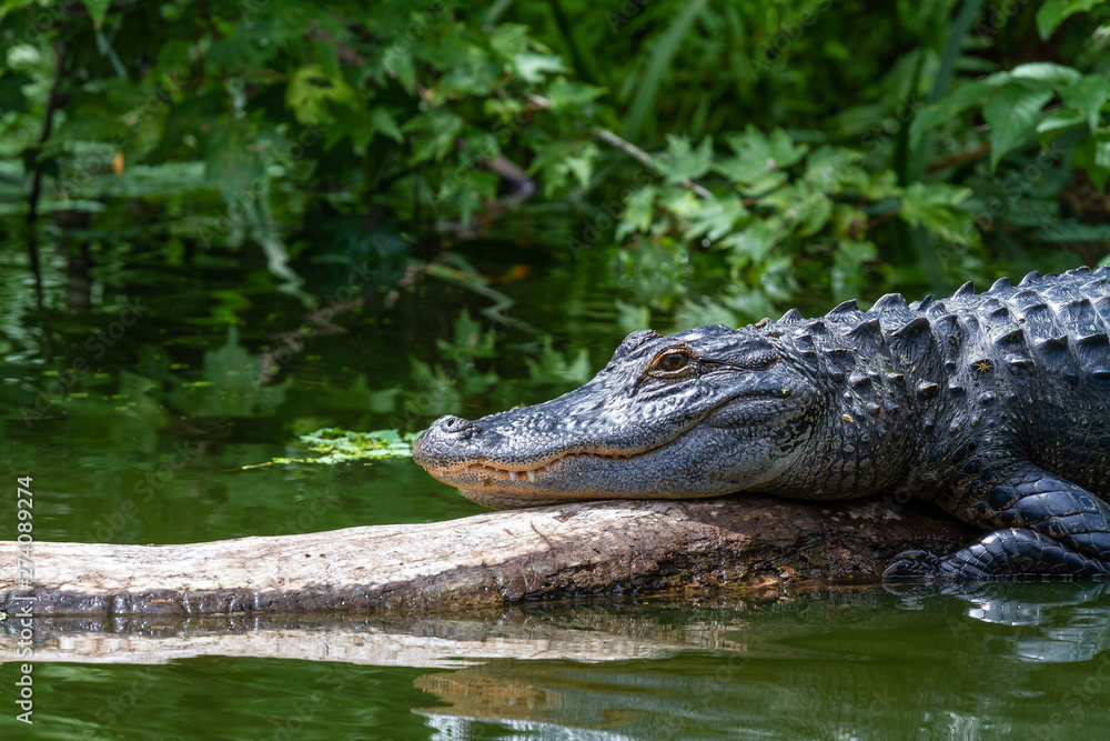 Adult alligator getting some sun in the river