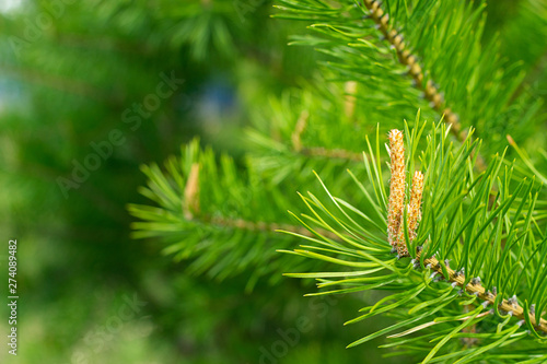 Branch of Siberian cedar close up. Selective focus.
