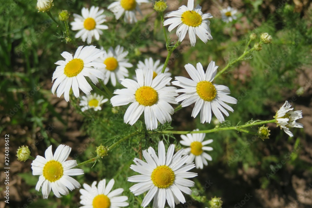 Beautiful chamomile flowers in the meadow, closeup Beautiful chamomile flowers in the meadow, closeup