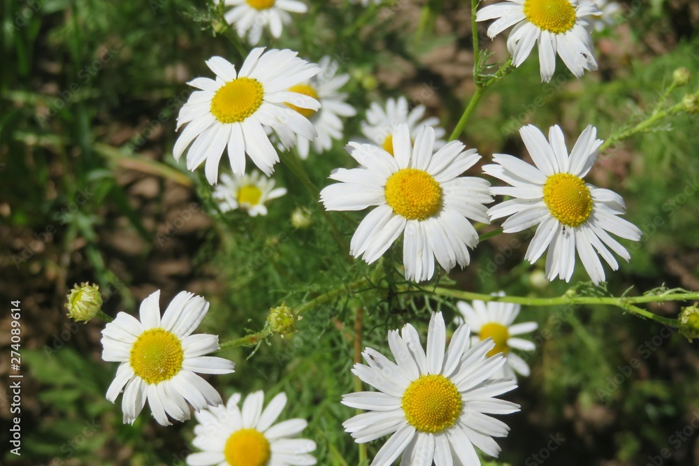 Beautiful chamomile flowers in the meadow, closeup