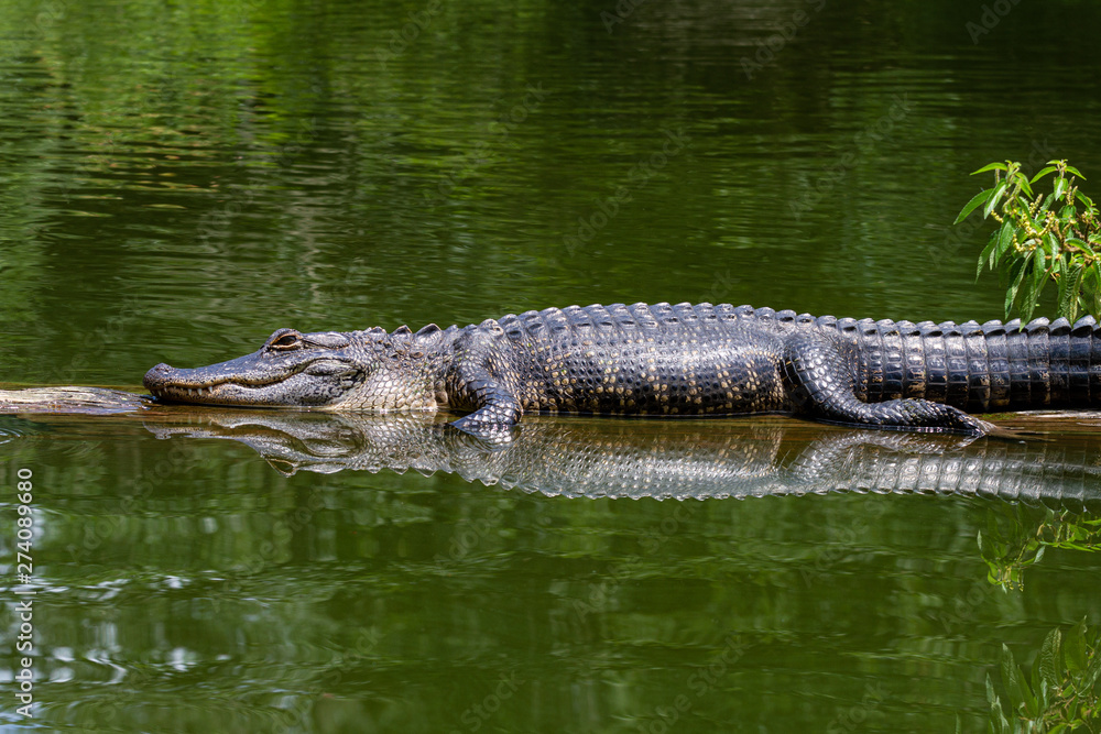 Adult alligator getting some sun in the river Adult alligator getting some sun in the river