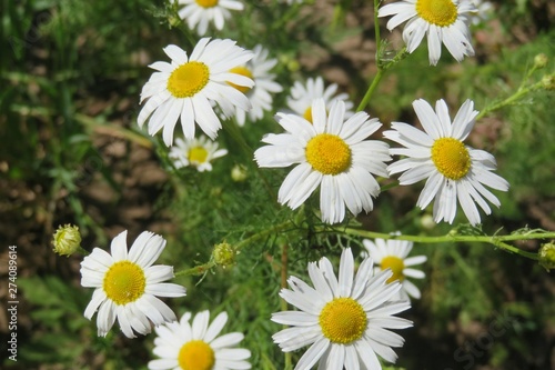 Beautiful chamomile flowers in the meadow  closeup