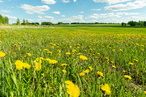 Landscape green meadow with dandelions the high grass against the blue sky with clouds. A field with blooming flowers. © ximich_natali