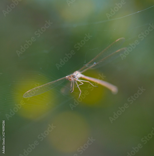 DRAGONFLY Sympecma fusca, Gipuzkoa, Basque Country, Spain, Europe photo