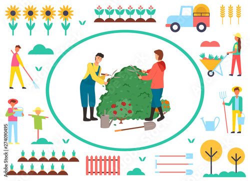Farming people vector, man and woman cutting branches of roses, scarecrow and plantation of carrots, tractor transporting harvested food sunflowers