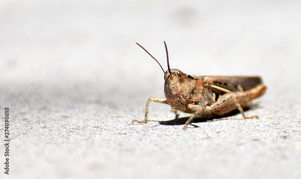 Brown grasshopper facing towards the camera Brown grasshopper facing towards the camera