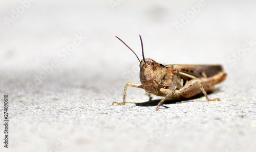 Brown grasshopper facing towards the camera