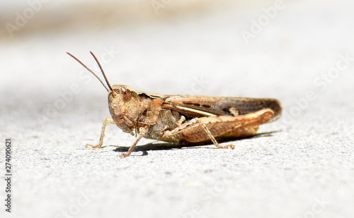Grasshopper sitting on a stone windowsill