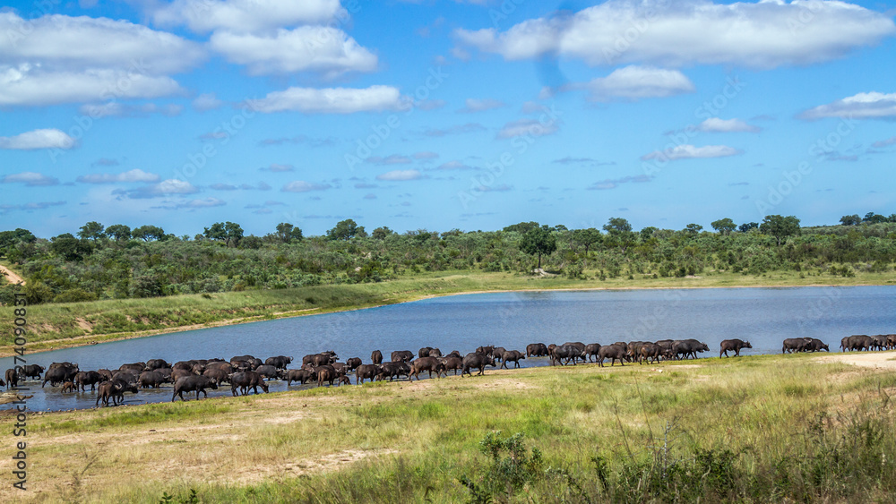 African buffalo in Kruger National park, South Africa African buffalo in Kruger National park, South Africa