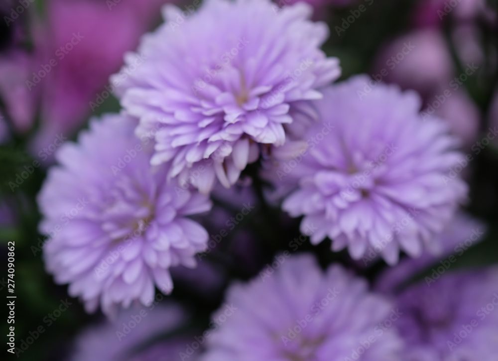Obraz premium Colorful flowers chrysanthemum for background,Abstract,texture,Soft and Blurred style.postcard.