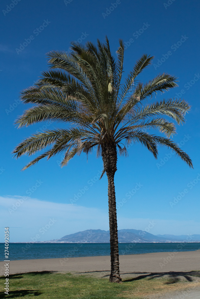 Palm trees by the sea on the beach against the backdrop of the mountain ridge Palm trees by the sea on the beach against the backdrop of the mountain ridge