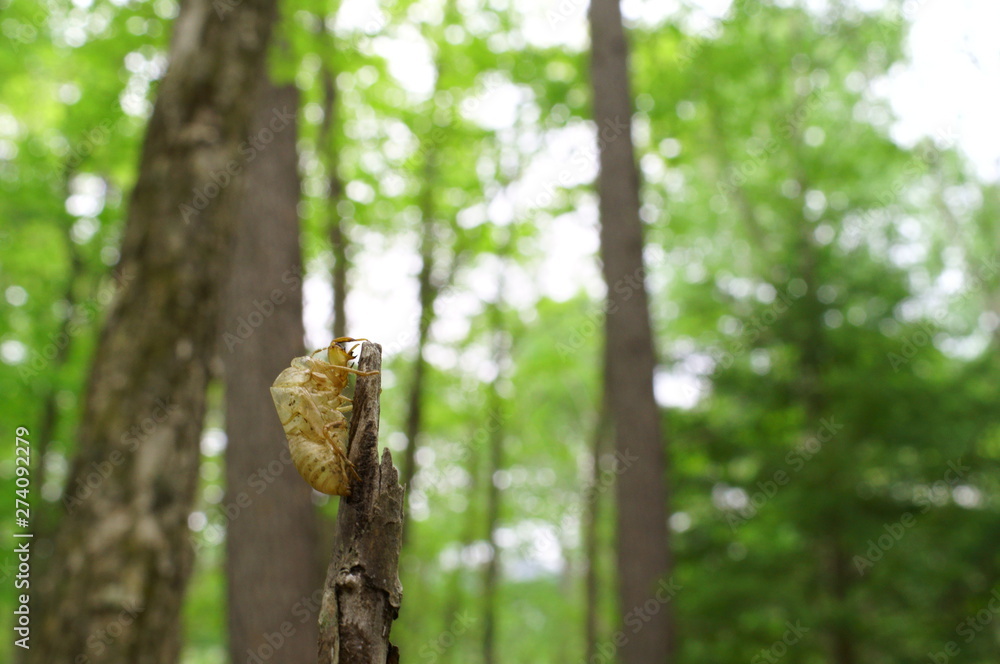 cicada Moult Shell tree insect cicada Moult Shell tree insect