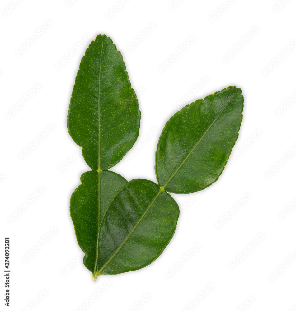 bergamot leaf on white background, Top view bergamot leaf on white background, Top view