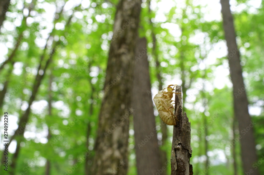 cicada Moult Shell tree insect cicada Moult Shell tree insect