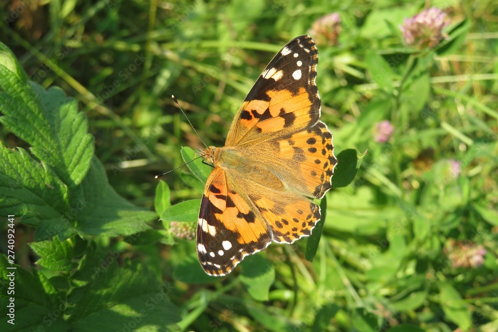 Painted lady butterfly on clover flowers in the meadow, closeup Painted lady butterfly on clover flowers in the meadow, closeup